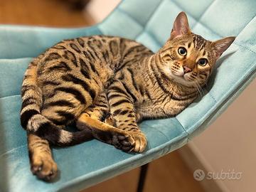 Gatto Bengala
