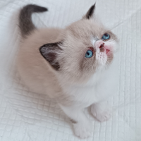 Gatti persiani exotic shorthair
