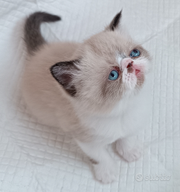 Gatti persiani exotic shorthair
