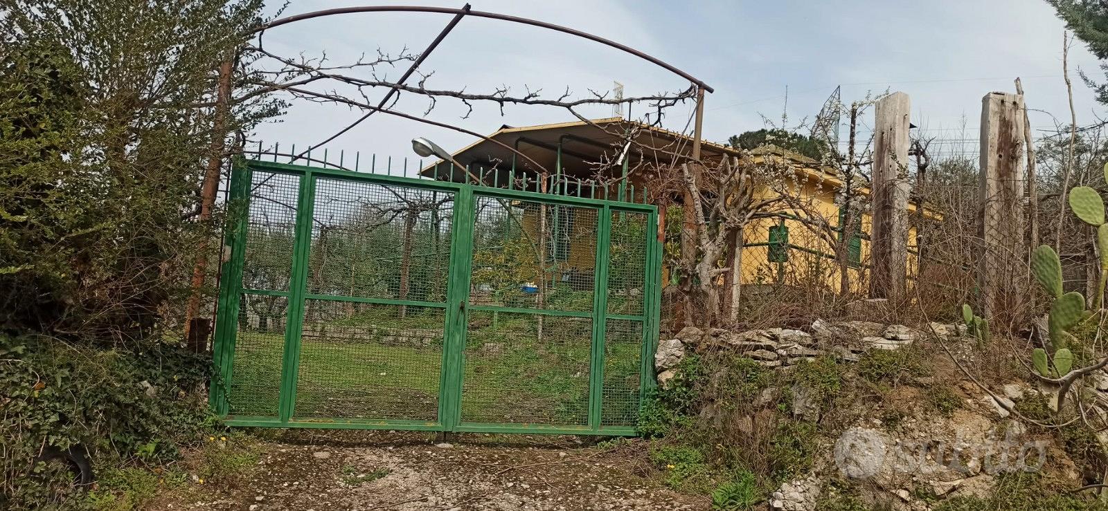 Uliveto e vigneto con locale deposito abitabile - Vista 3