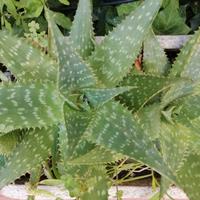 aloe maculata /saponaria 