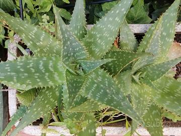 aloe maculata /saponaria 