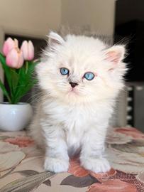 Gattino persiamo Brithis long hair occhi azzurri