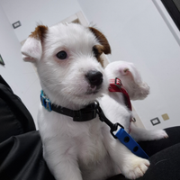 Cucciolo jack russell terrier