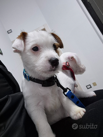 Cucciolo jack russell terrier