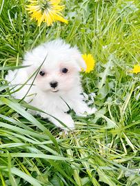 Cuccioli taglia molto piccola