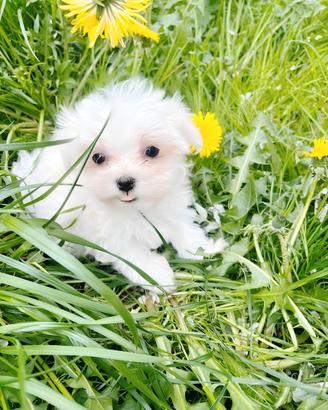 Cuccioli taglia molto piccola