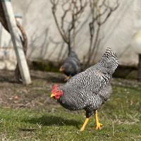 Gallo Amrock