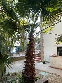 Washingtonia robusta