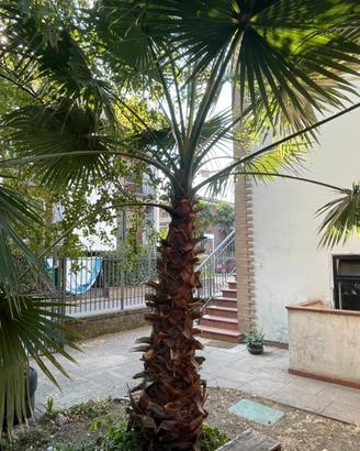 Washingtonia robusta