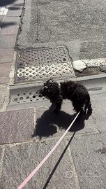 Scendo cucciolo maltipoo