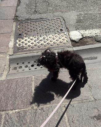 Scendo cucciolo maltipoo