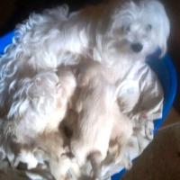 Cuccioli di cane maltesi