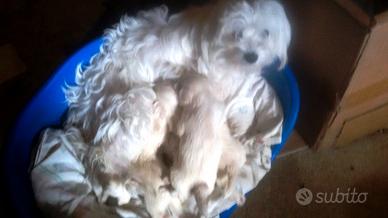Cuccioli di cane maltesi