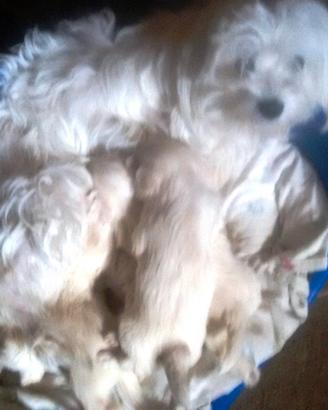 Cuccioli di cane maltesi