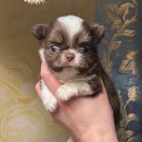 Chihuahua