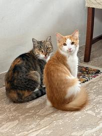 Coppia di mici in adozione