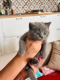 Cucciolo british shorthair