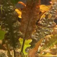 Cryptocoryne wendtii red