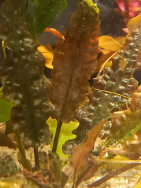 Cryptocoryne wendtii red