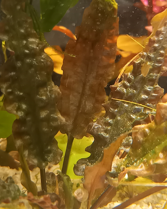 Cryptocoryne wendtii red