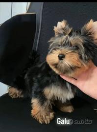 Yorkshire terrier