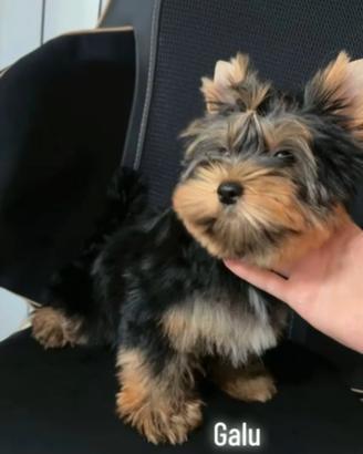 Yorkshire terrier