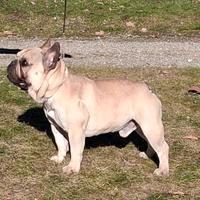 Bouledogue Francese per accoppiamento