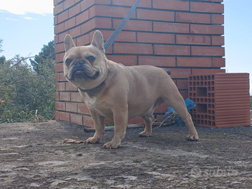 Bulldog francese maschio
