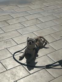 Chihuahua disponibile per monta