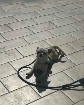 Chihuahua disponibile per monta