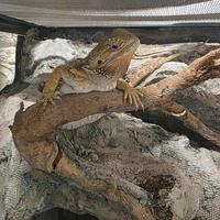 Pogona