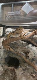 Pogona