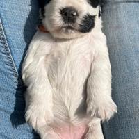 Cocker spaniel inglese con pedigree