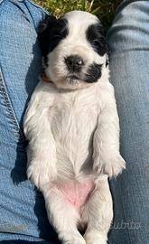 Cocker spaniel inglese con pedigree