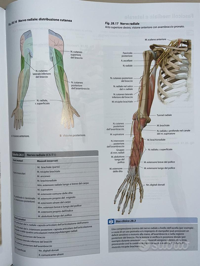 Atlante di anatomia umana (libro - Libri e Riviste In vendita a Salerno