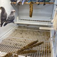 Agapornis roseicollins inseparabili Giovani