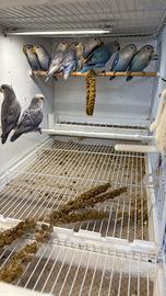 Agapornis roseicollins inseparabili Giovani