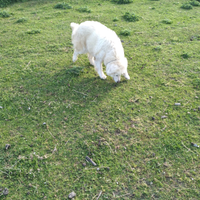 Cuccioli Pastore Maremmano