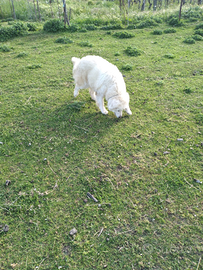 Cuccioli Pastore Maremmano