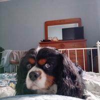 Cavalier king maschio per riproduzione