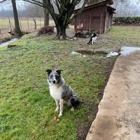 Cucciolo incrocio border collie/pastore d'oropa