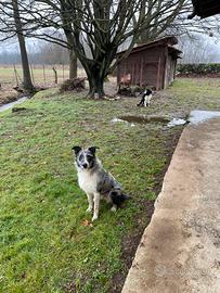 Cucciolo incrocio border collie/pastore d'oropa