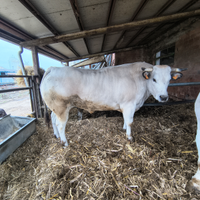 Buoi razza piemontese