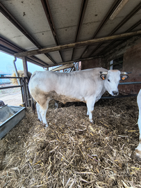 Buoi razza piemontese