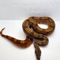 Boa Constrictor Imperator 2023