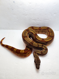 Boa Constrictor Imperator 2023