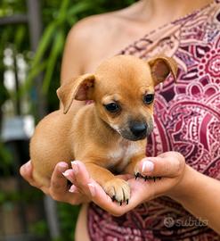 Pinscher