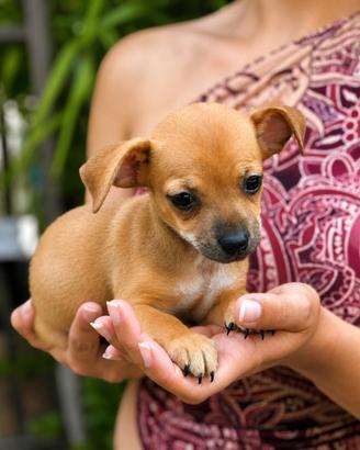 Pinscher