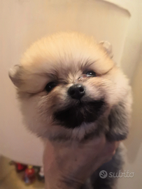 Spitz tedeschi nani Pomerania